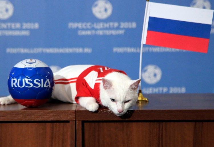 Achilles the Cat ready to predict FIFA World Cup 2018 results